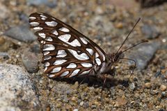 Andean Silverspot (Dione glycera)