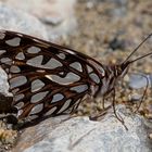 Andean Silverspot (Dione glycera)