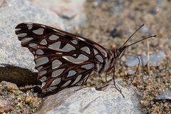 Andean Silverspot (Dione glycera)