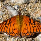 Andean Silverspot (Dione glycera)