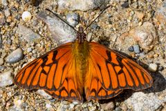 Andean Silverspot (Dione glycera)