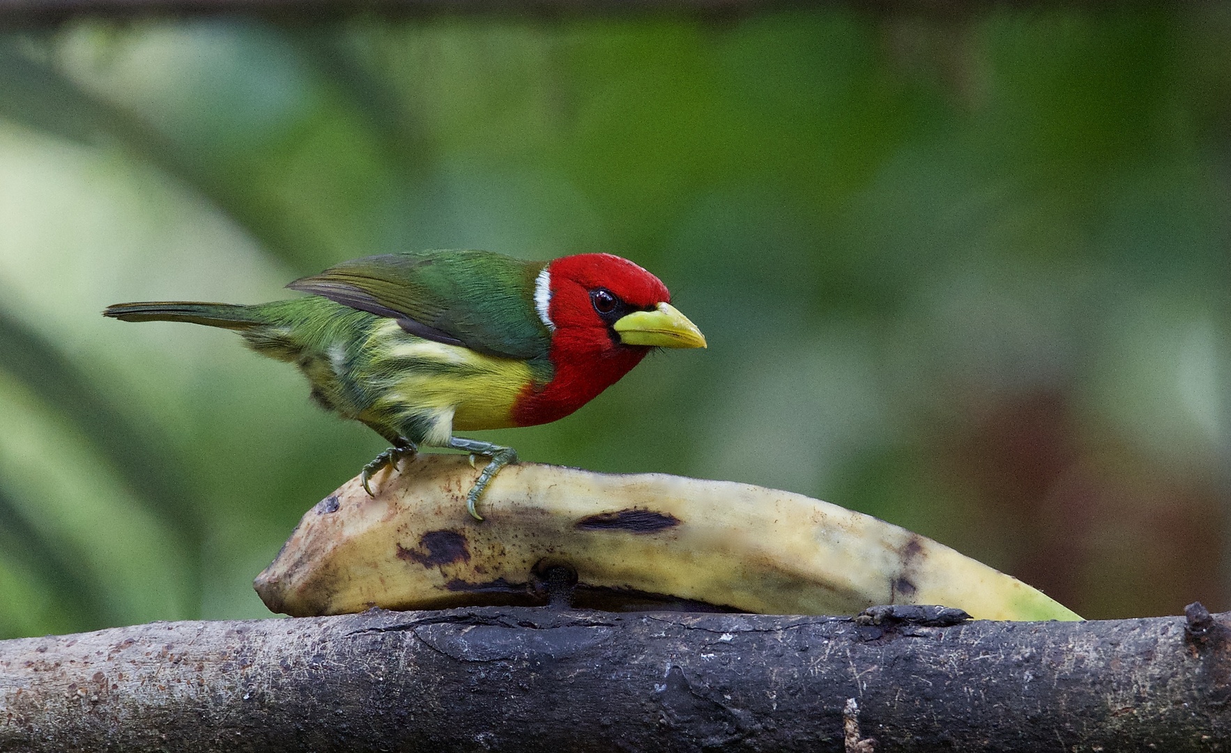 Anden-Bartvogel aus dem Bergregenwald von Ecuador