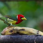 Anden-Bartvogel aus dem Bergregenwald von Ecuador