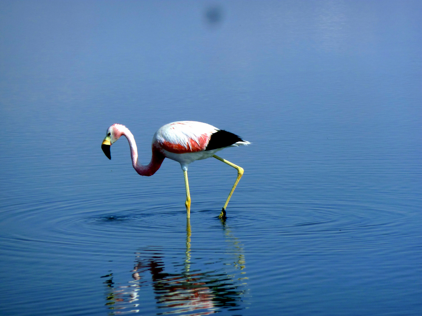  Anden Flamingo im Salzsee