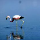  Anden Flamingo im Salzsee