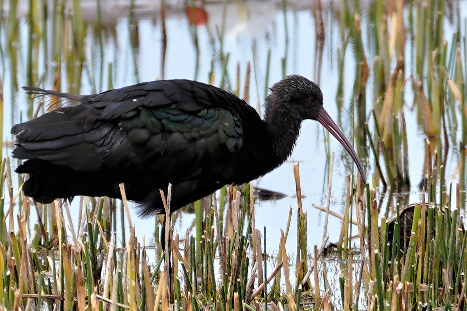 Anden Ibis