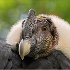 Anden-Kondor, Vultur gryphus