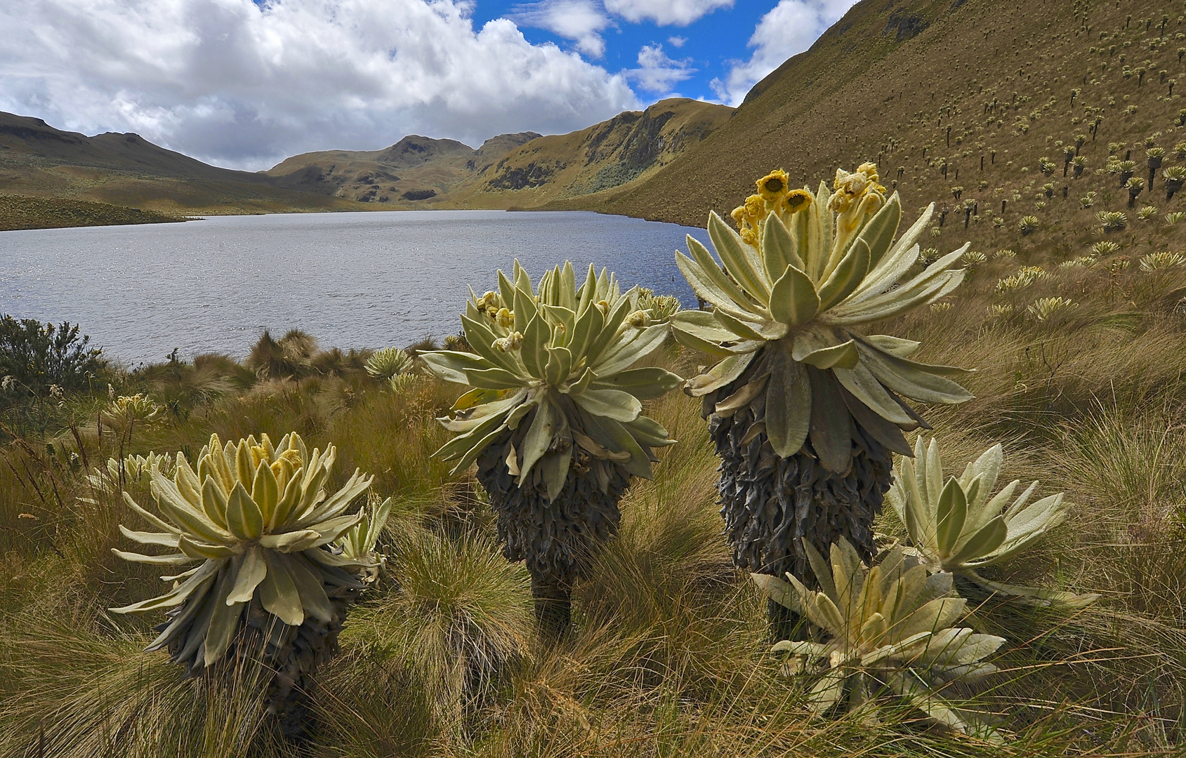 Anden-Landschaft mit Frailejonas im Norden von Ecuador