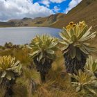 Anden-Landschaft mit Frailejonas im Norden von Ecuador