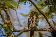 Anden-Sperlingskauz (Glaucidium jardinii)