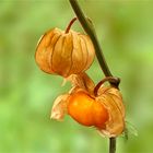 Andenbeere (Physalis peruviana)