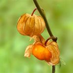 Andenbeere (Physalis peruviana)