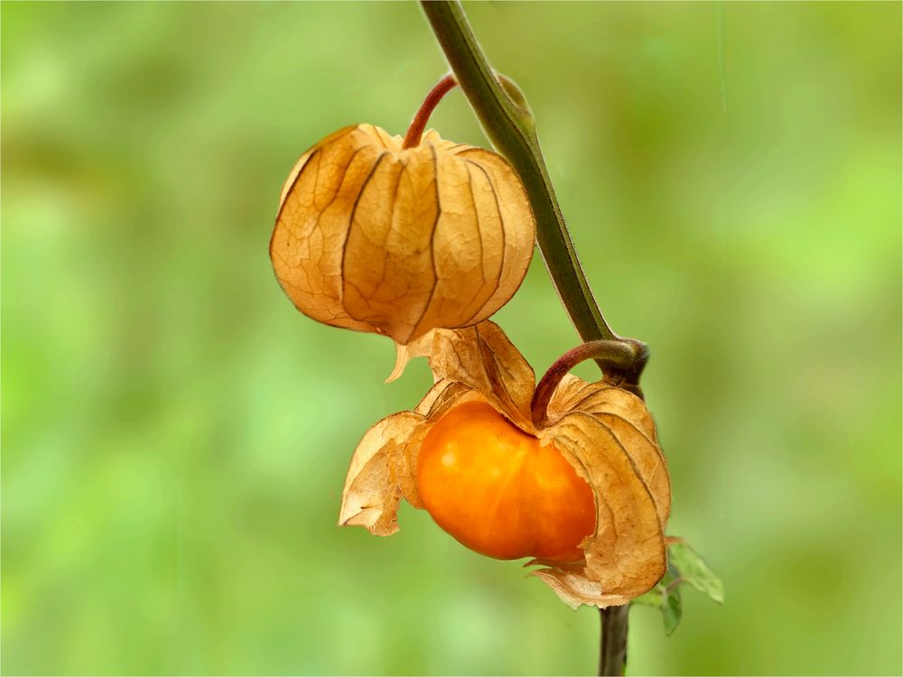 Andenbeere (Physalis peruviana)