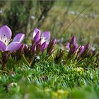 Andenblümchen