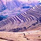 Andenes en Pisac