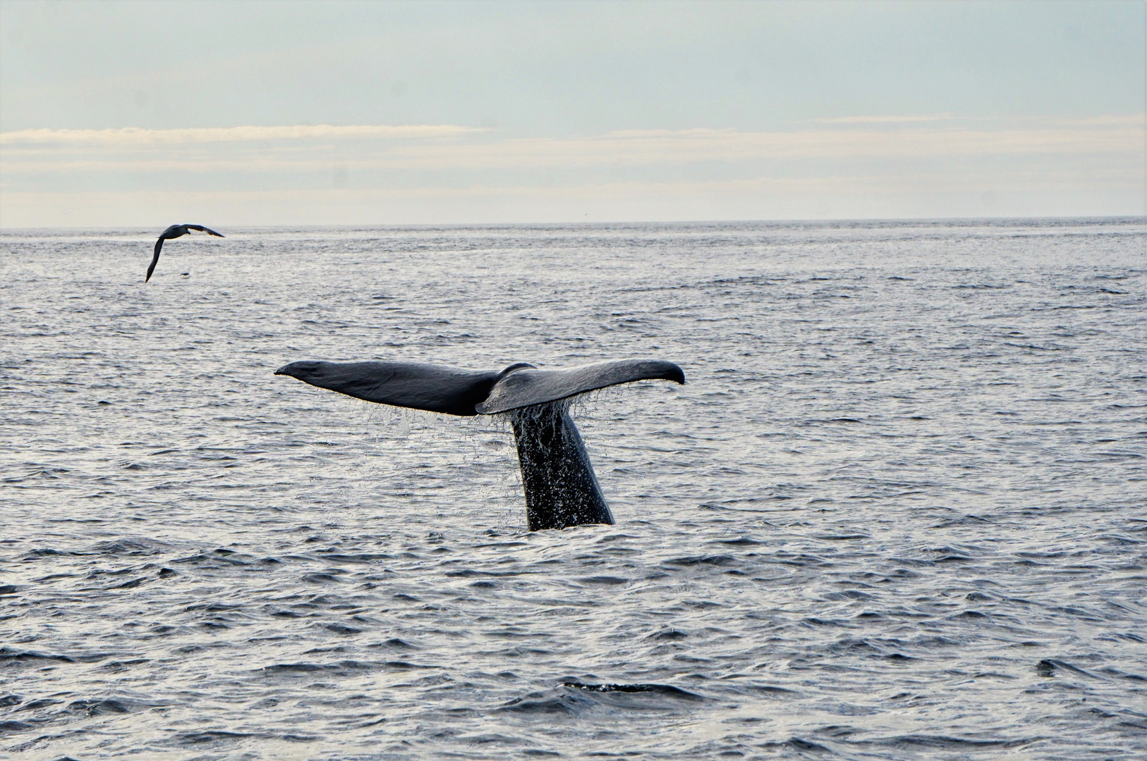 Andenes Whale watching