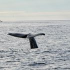 Andenes Whale watching