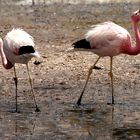 Andenflamingo...