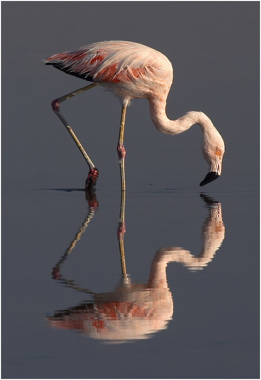 Andenflamingo, Laguna Chaxa, Atacama