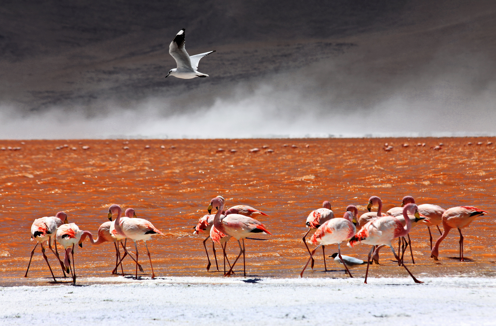 Andenflamingos