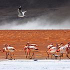 Andenflamingos