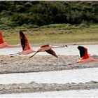 Andenflamingos