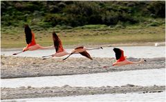 Andenflamingos