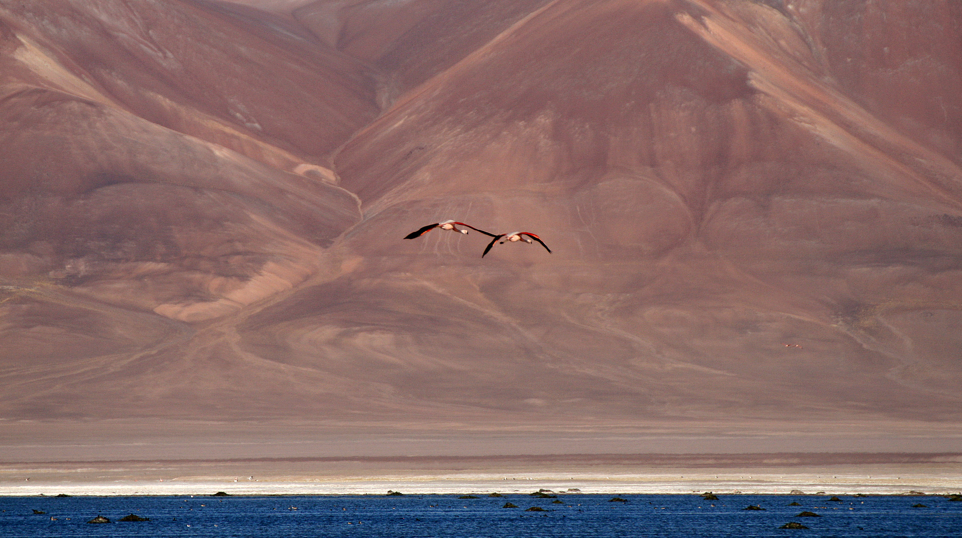 Andenflamingos an der Laguna del Negro Francisco