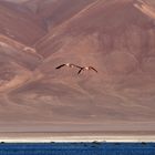 Andenflamingos an der Laguna del Negro Francisco