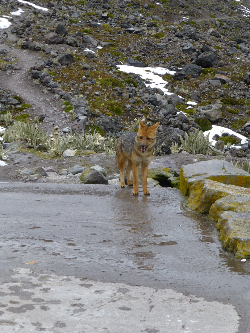 Andenfuchs