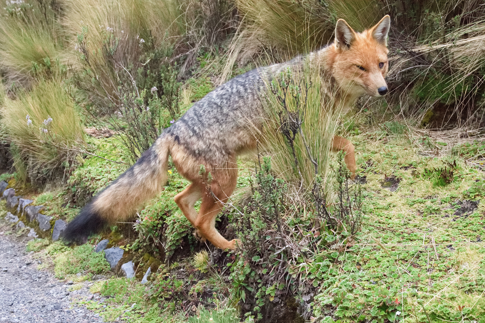 Andenfuchs