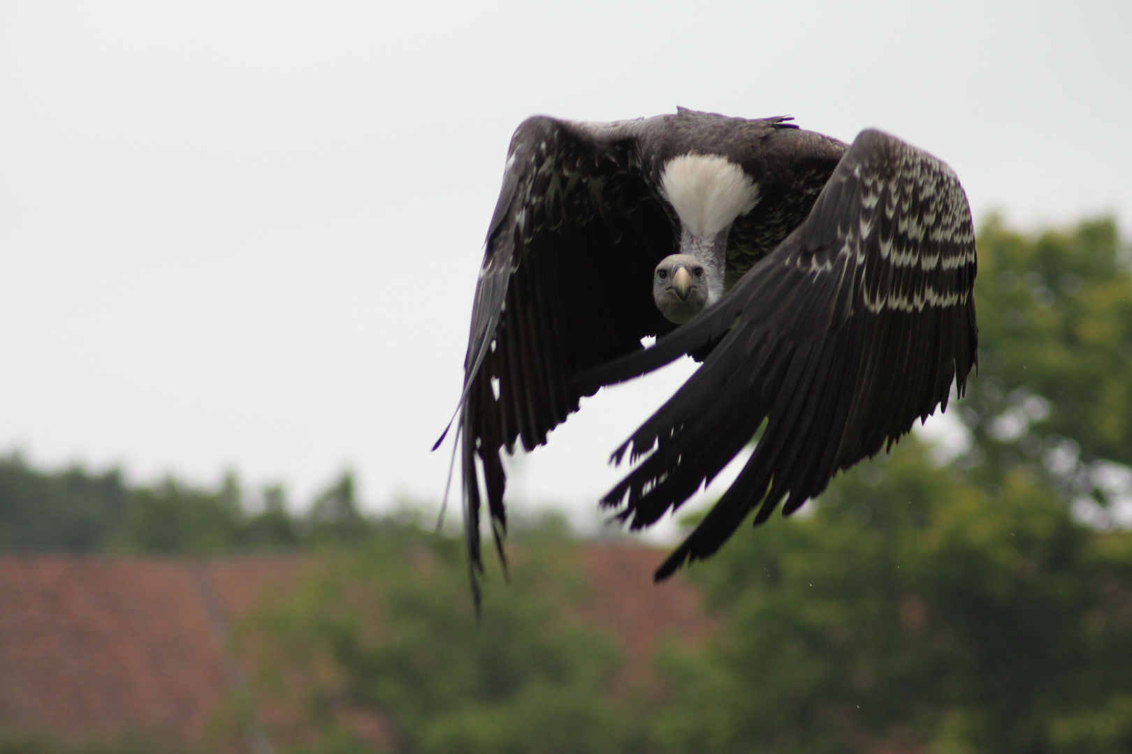 Andengeier im Vogelpark Walsrode