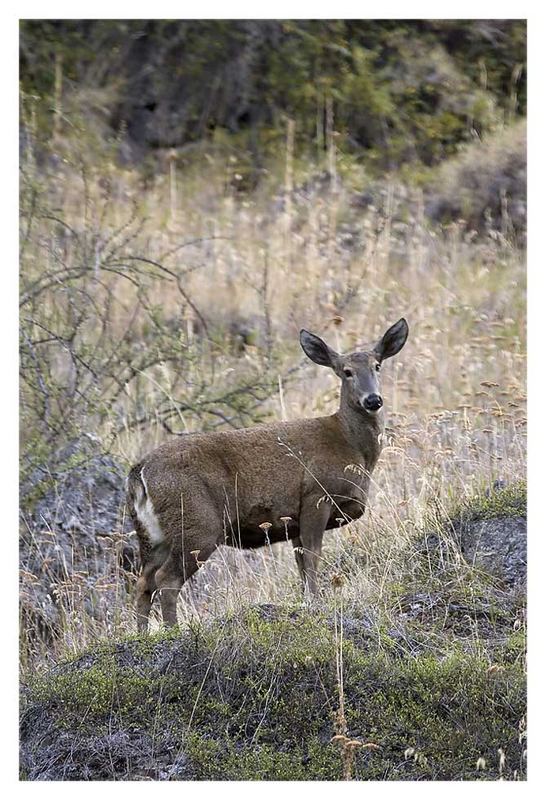 Andenhirsch / South Andean Deer