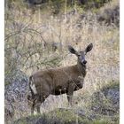 Andenhirsch / South Andean Deer