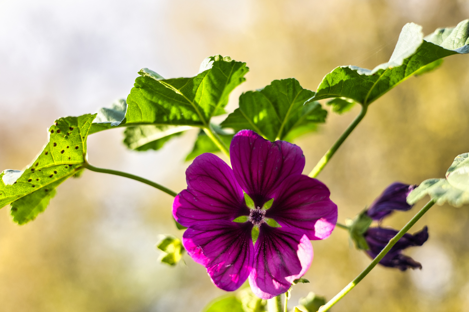 Andenken an den letzten Sommer