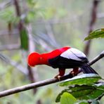 Andenklippenvogel