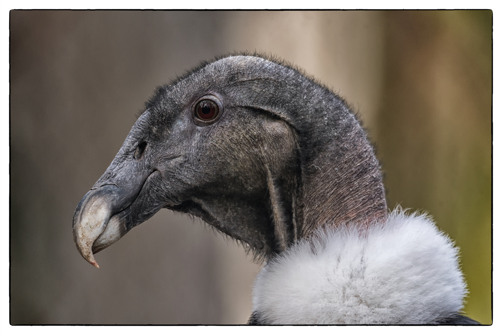 andenkondor-foto-bild-nature-natur-portrait-bilder-auf