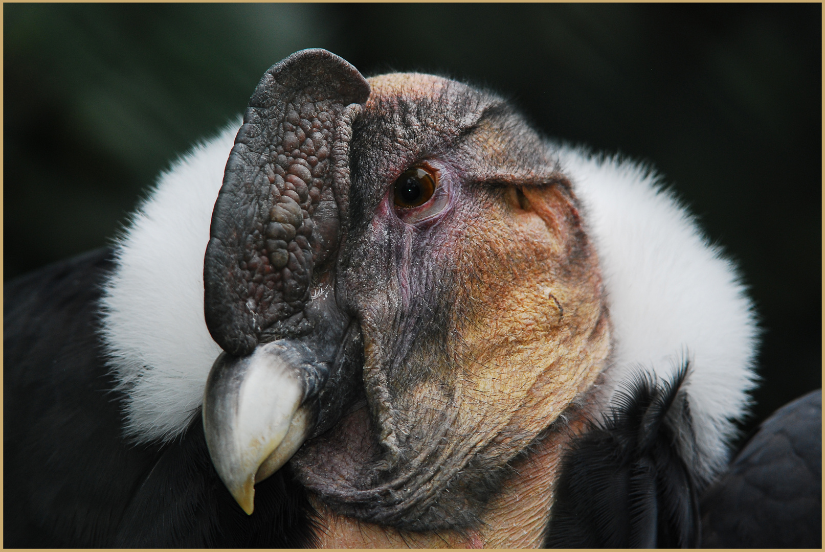 Andenkondor im Tierpark Niendorf