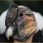 Andenkondor im Tierpark Niendorf