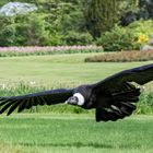 Andenkondor im Weltvogelpark 