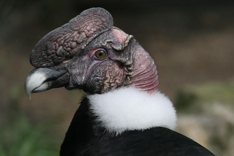 Andenkondor im Zoo Hannover