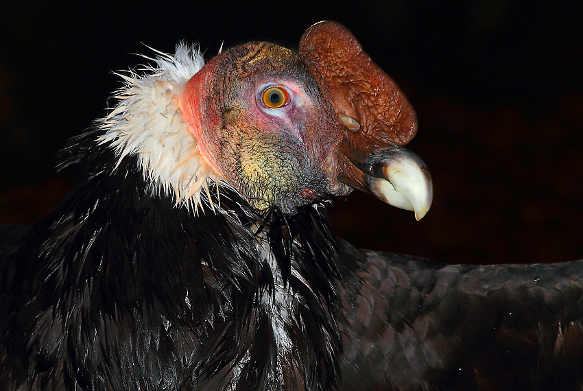 Andenkondor nach Bad(+Tierinfo)