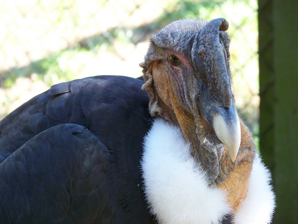 Andenkondor (Vultur gryphus)