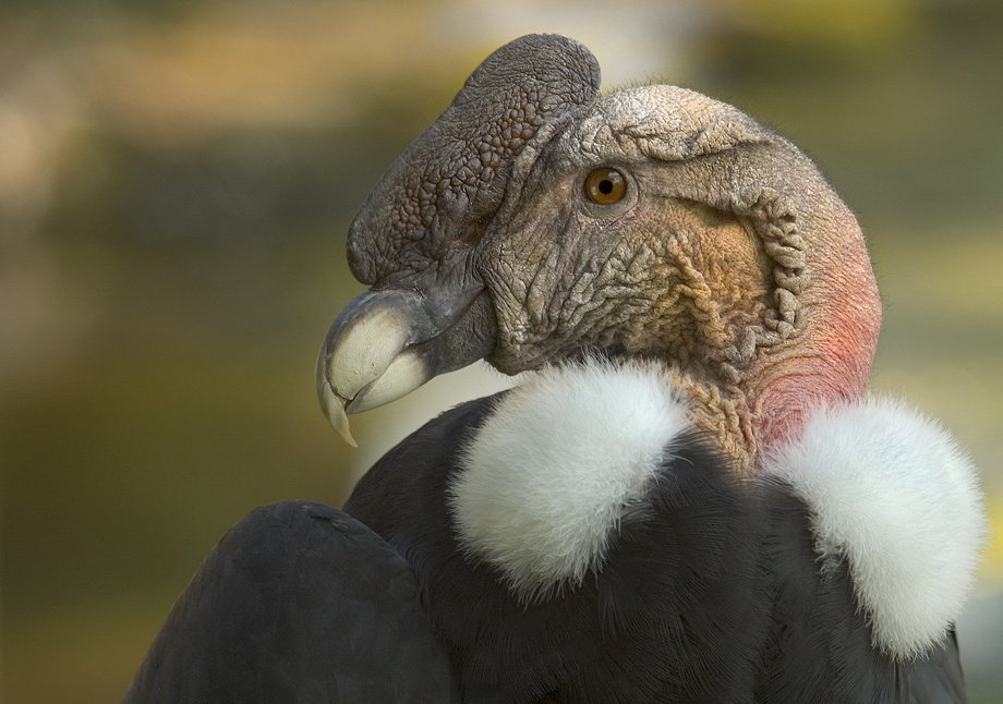 Andenkondor ( Vultur gryphus )