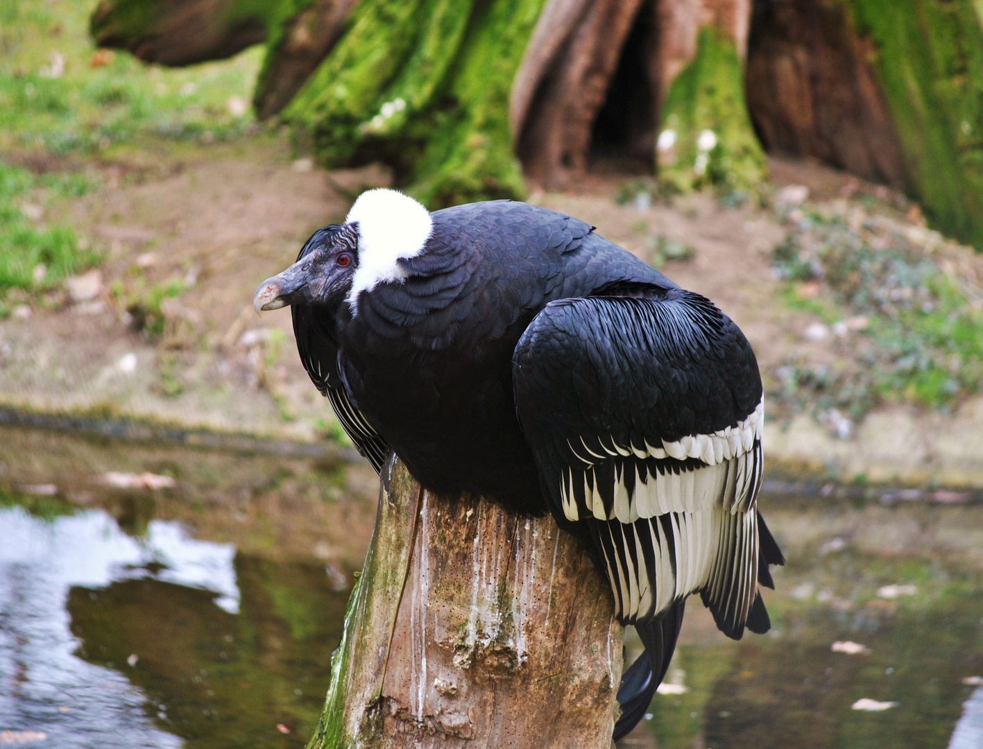 Andenkondor (Vultur gryphus)