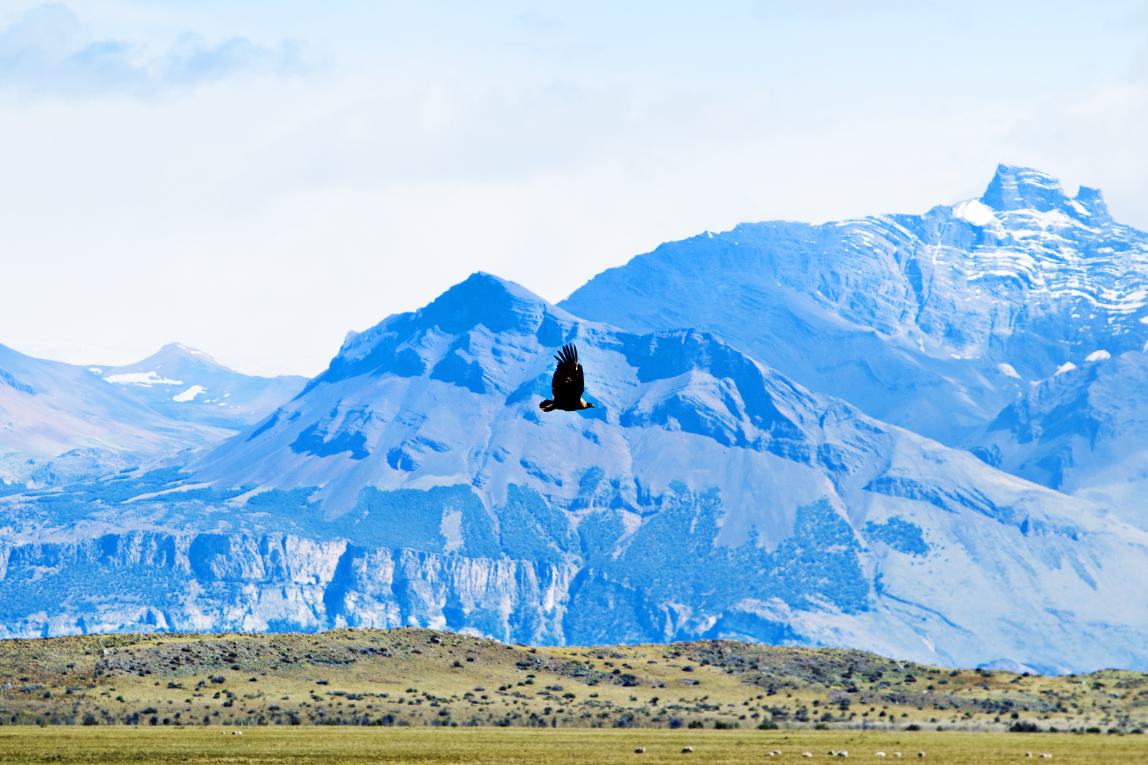 Andenkondore "argentinische Impressionen"