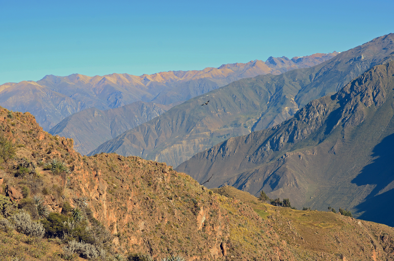 Andenkondore über dem Colca-Canyon