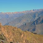 Andenkondore über dem Colca-Canyon