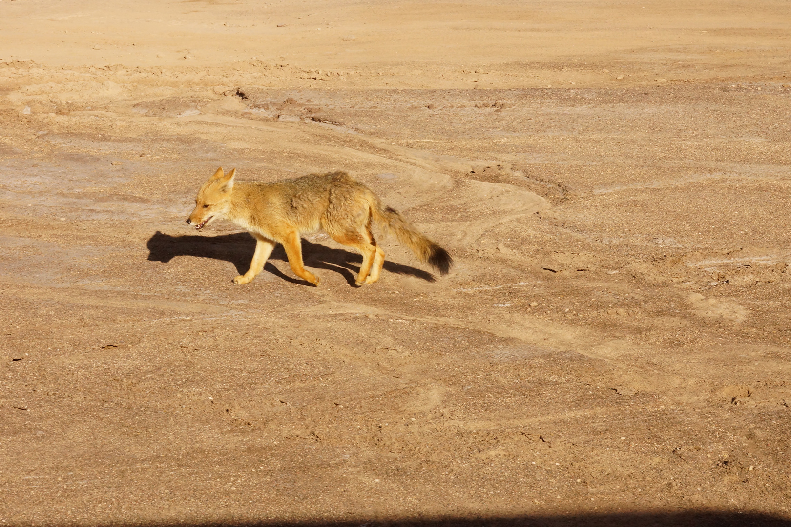 Andenschakal - Lycalopex culpaeus