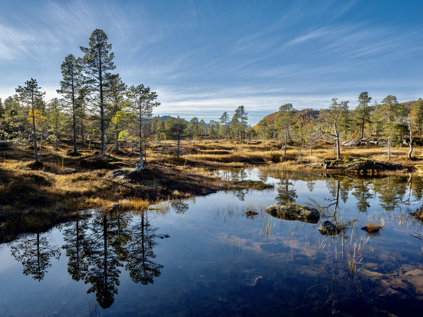 Anderdalen_i_Senja_2022